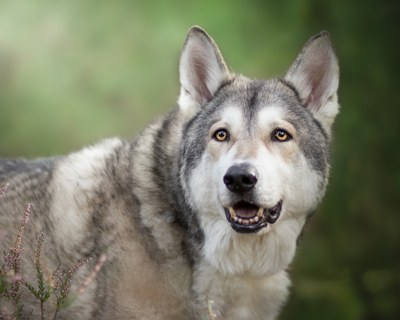 волкособ, морда, вереск, фон, взгляд, чехословацкая волчья собака