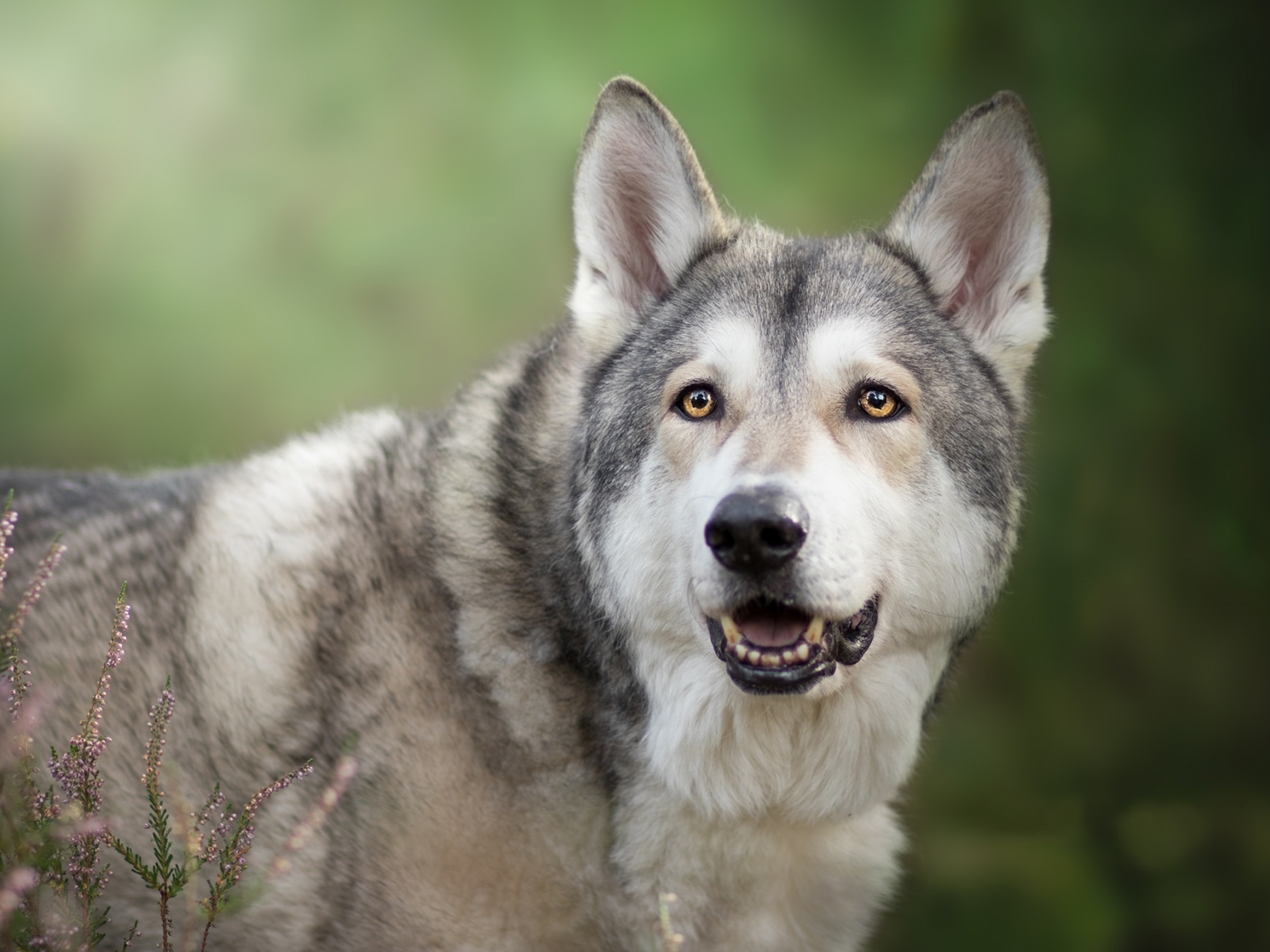 волкособ, морда, вереск, фон, взгляд, чехословацкая волчья собака