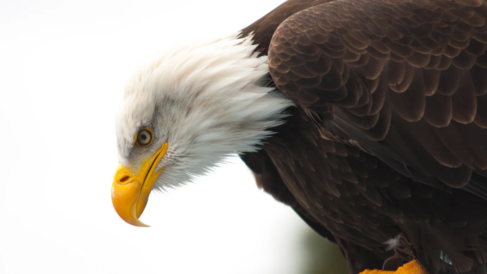 bald eagle, hunting, wildlife, beak, eye