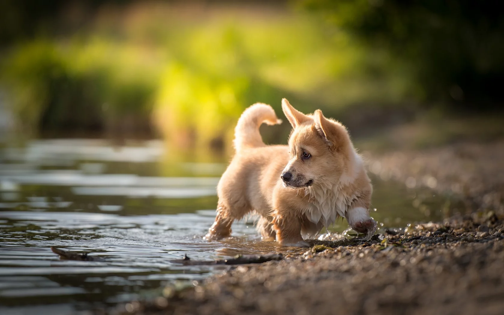 щенок, вода