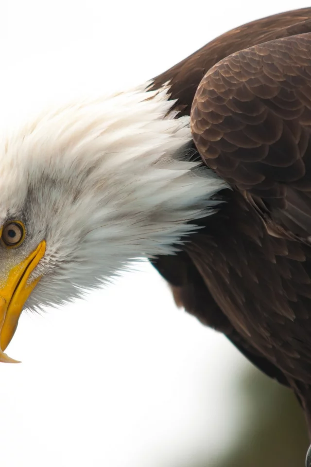 bald eagle, hunting, wildlife, beak, eye