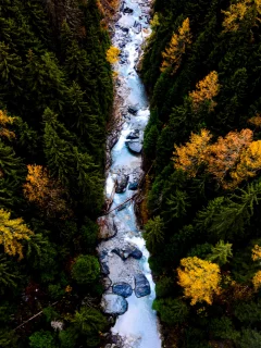 природа, лес, река