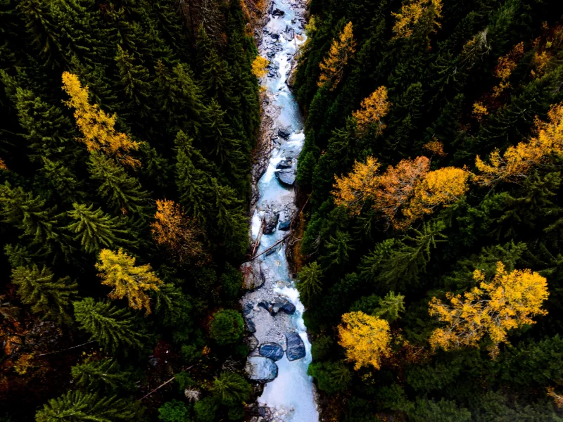 природа, лес, река