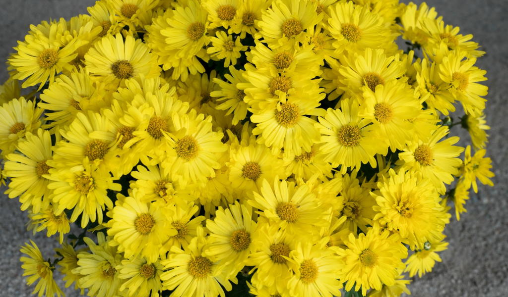 желтые, хризантемы