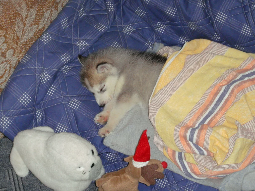хаски, щенок