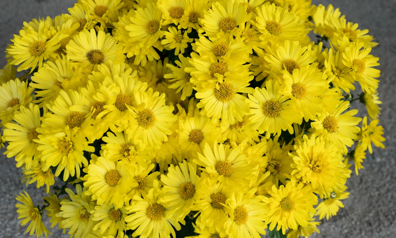 желтые, хризантемы