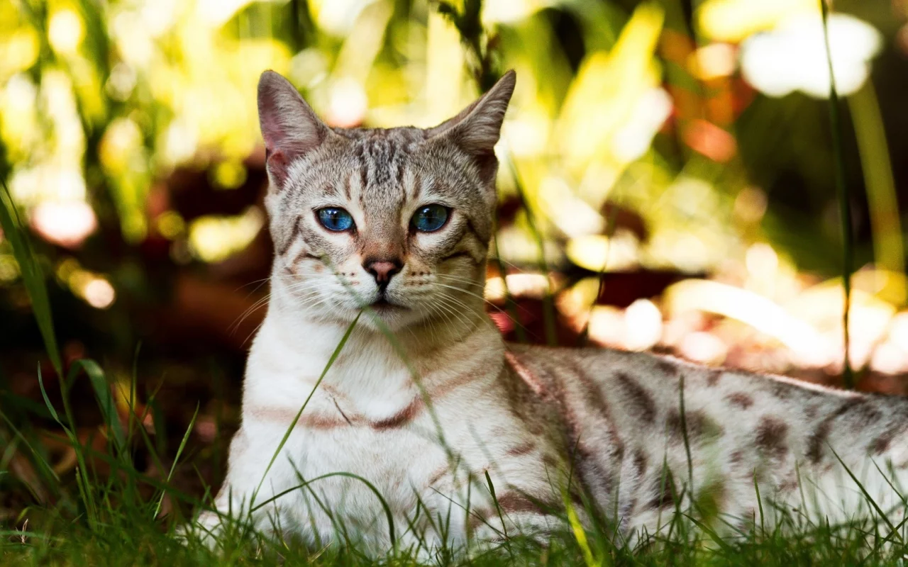 кот, трава