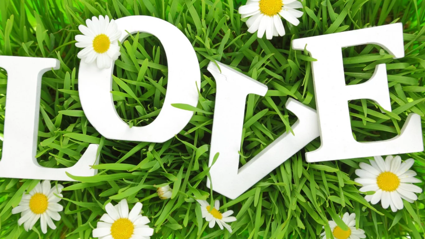 трава, буквы, любовь, ромашки, влюбленная, grass, letters, love, chamomile