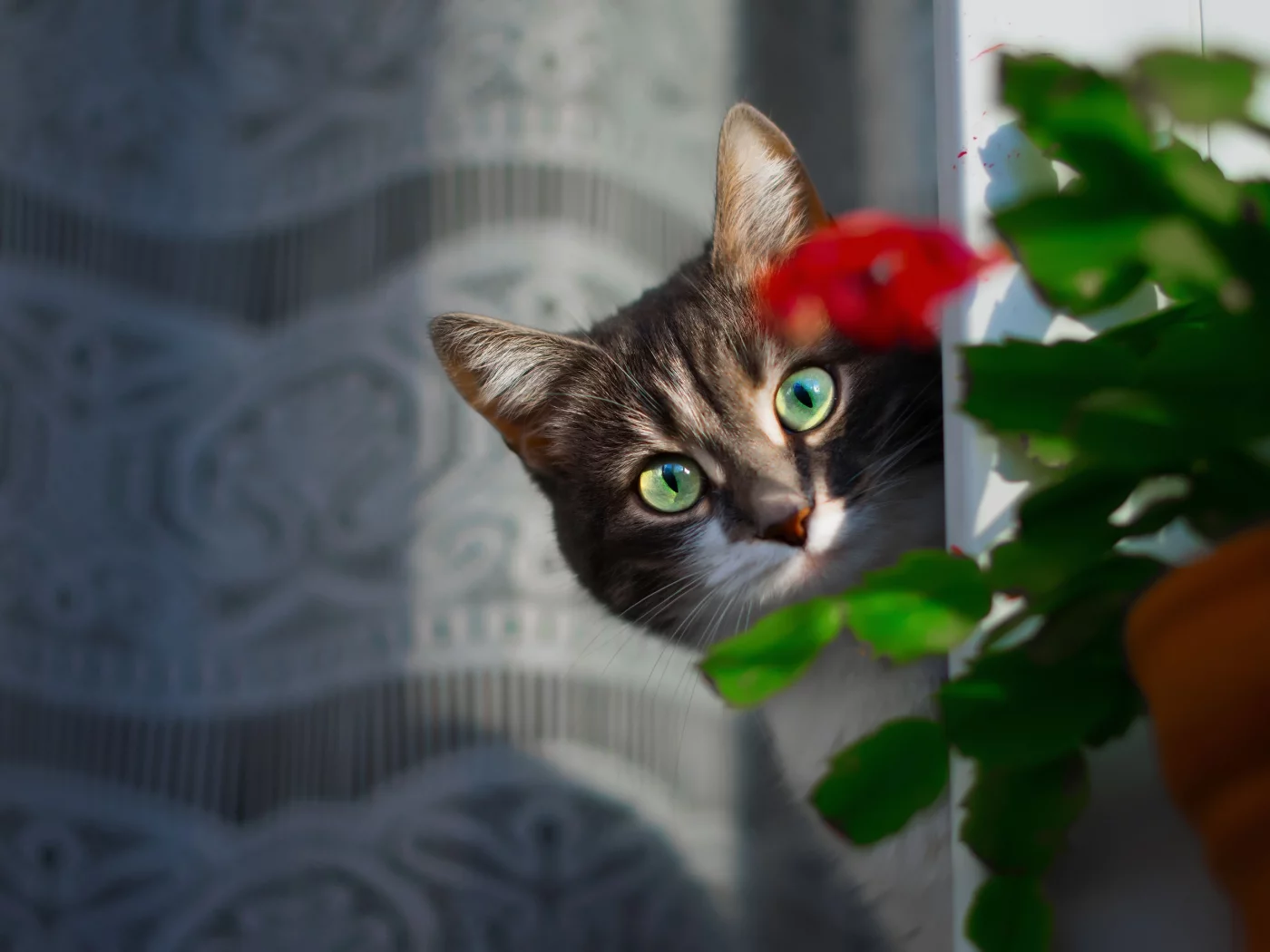 кот, взгляд
