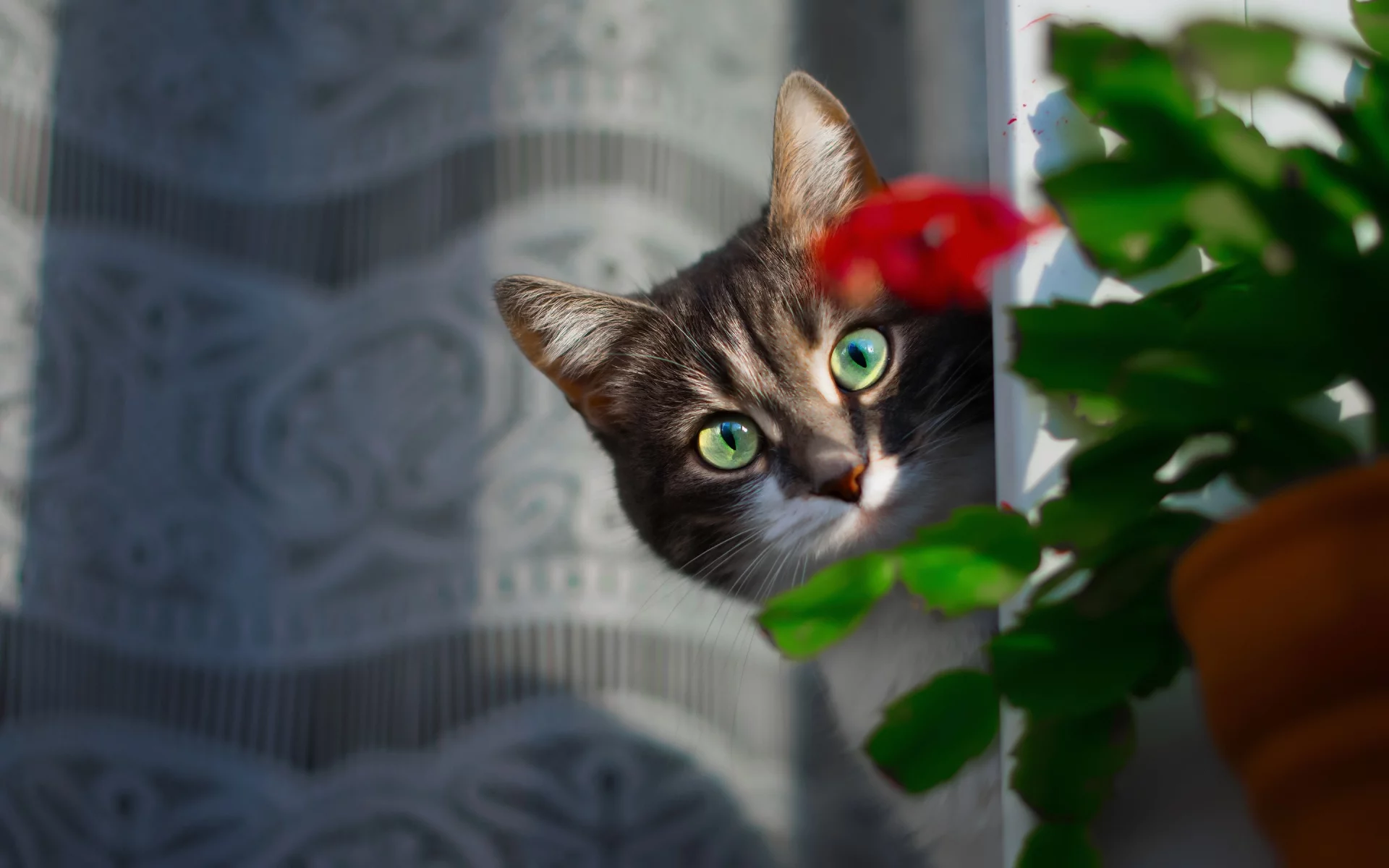 кот, взгляд