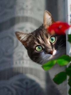 кот, взгляд