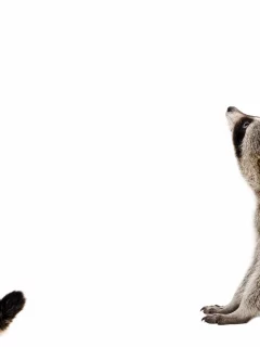 кот, енот