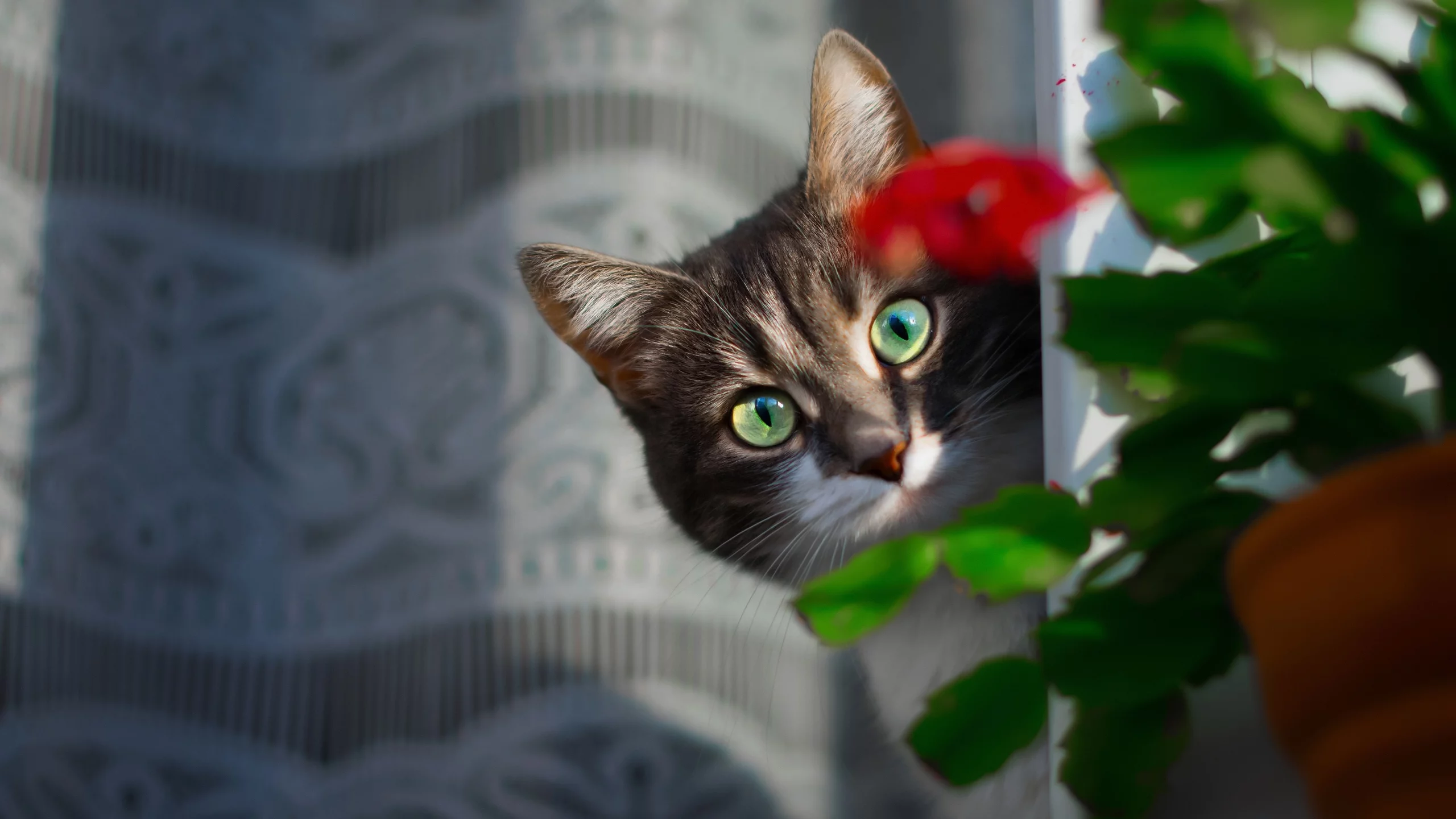 кот, взгляд