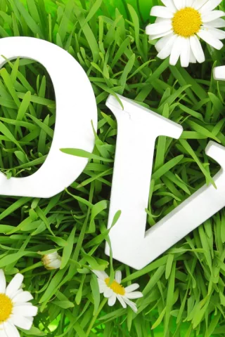 трава, буквы, любовь, ромашки, влюбленная, grass, letters, love, chamomile
