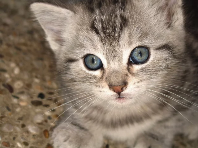 котёнок, взгляд