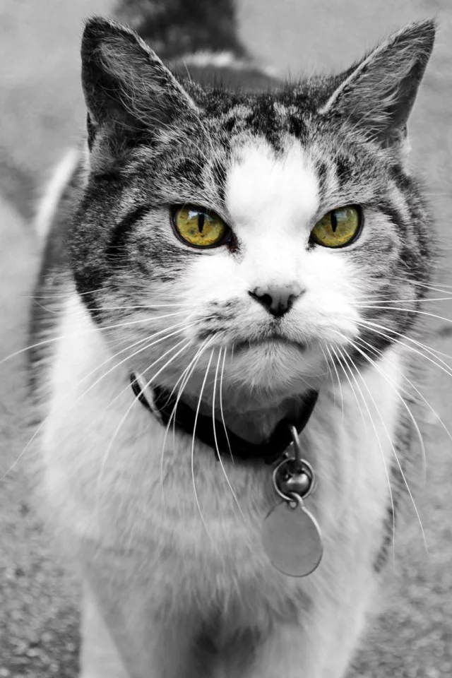кот, кошка