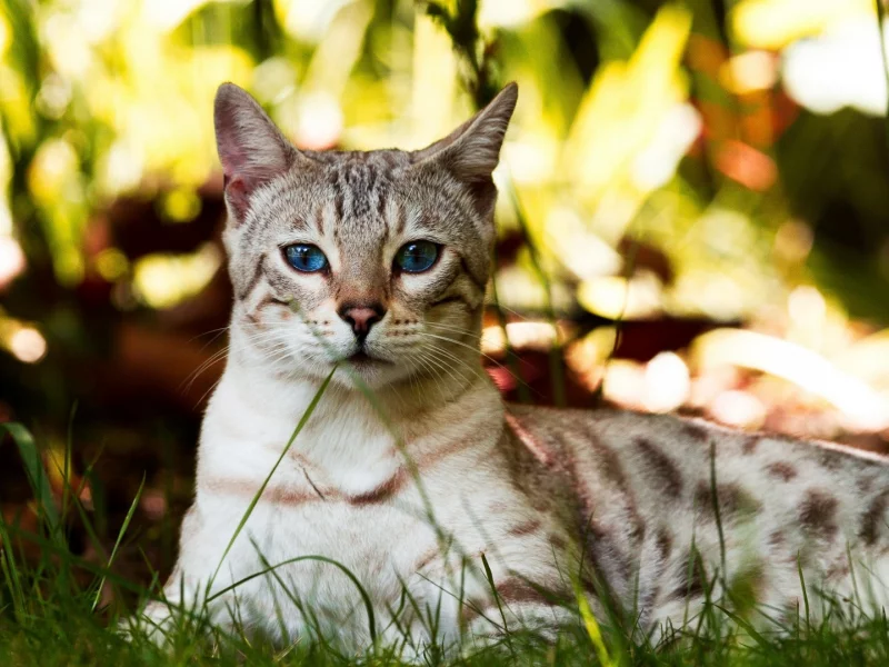 кот, трава