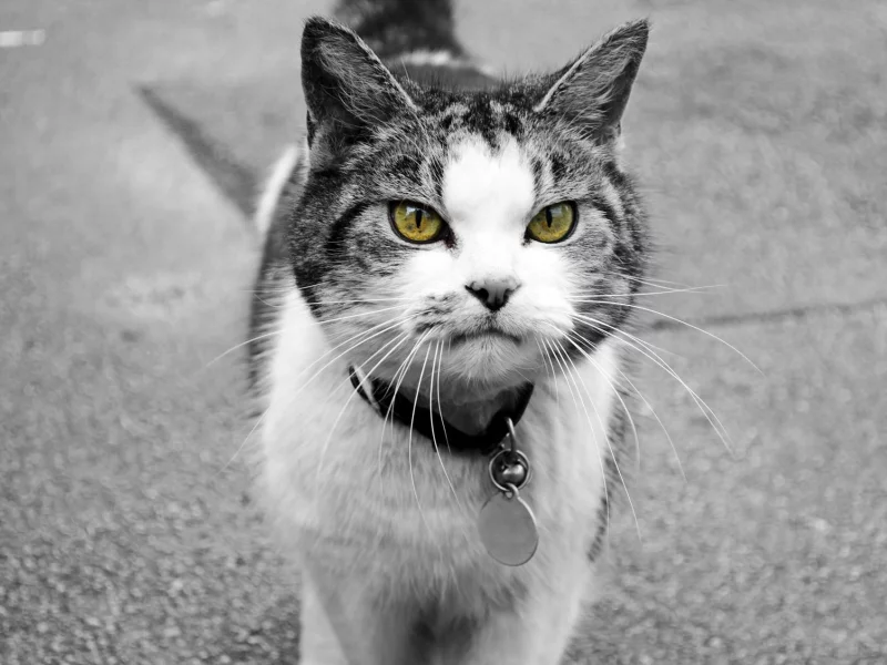 кот, кошка