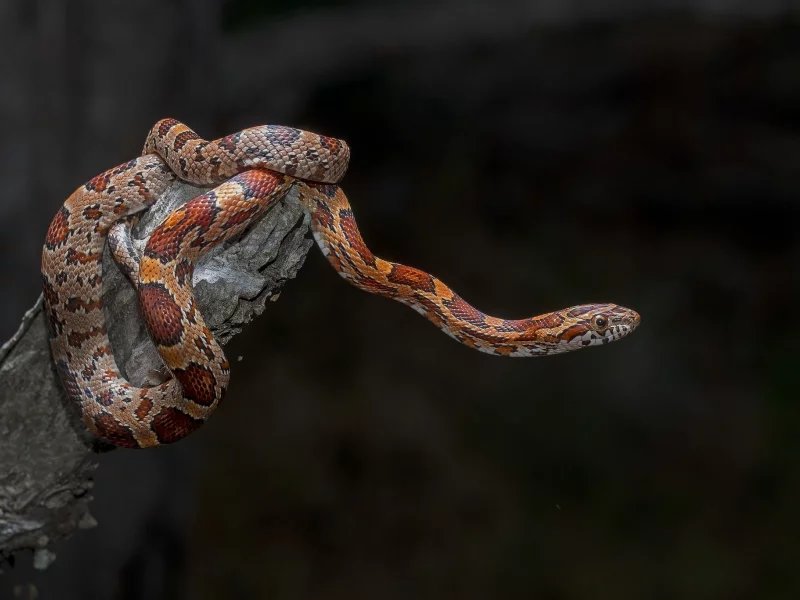природа, змея