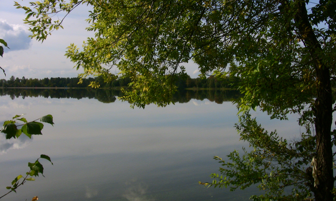 озеро, лето деревья