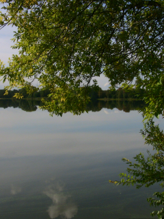озеро, лето деревья
