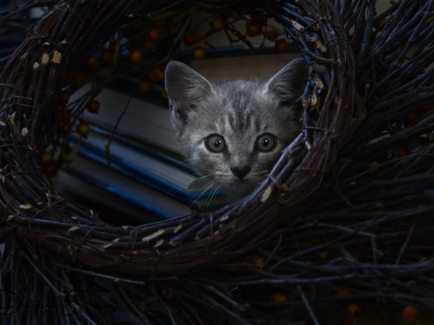 кот, котёнок