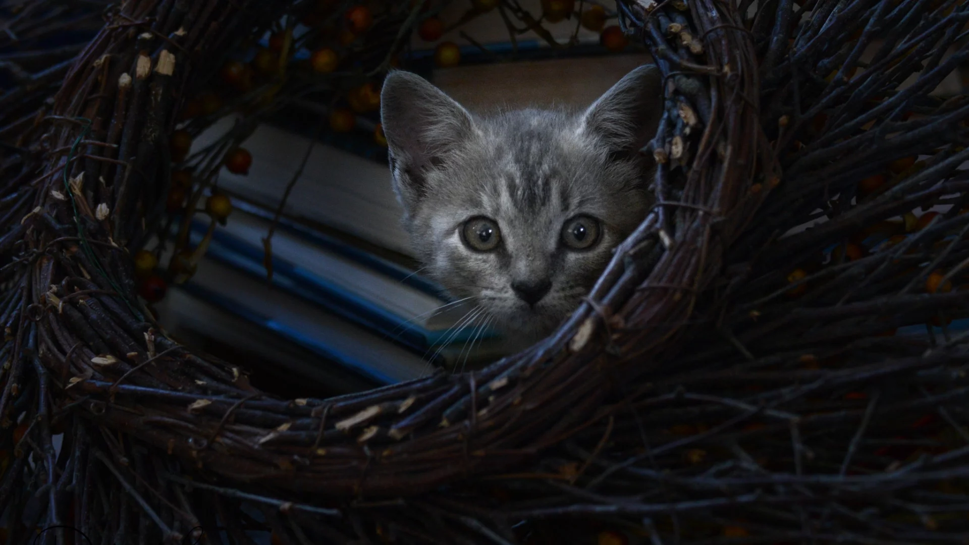 кот, котёнок