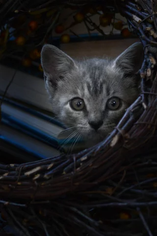 кот, котёнок