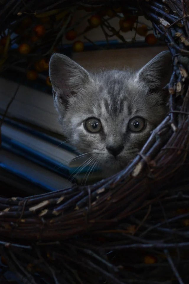 кот, котёнок