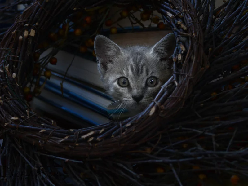 кот, котёнок