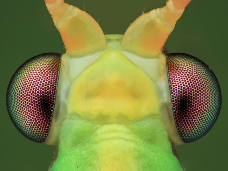 макро, фон, насекомое
