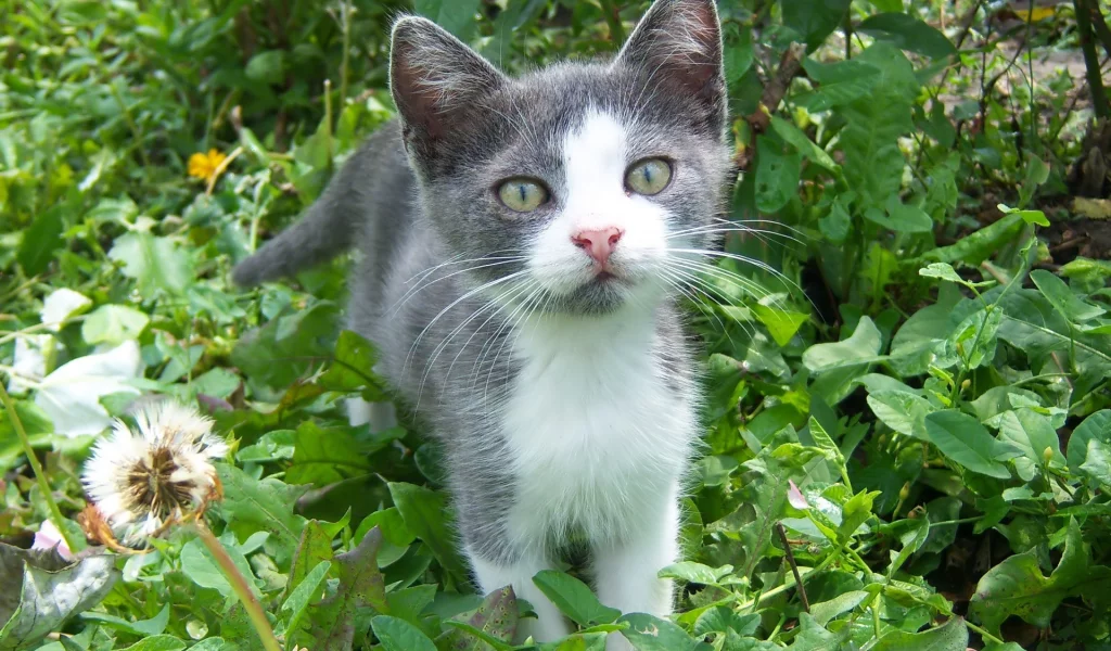 mamala, кот
