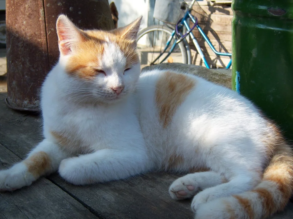 кот, спит