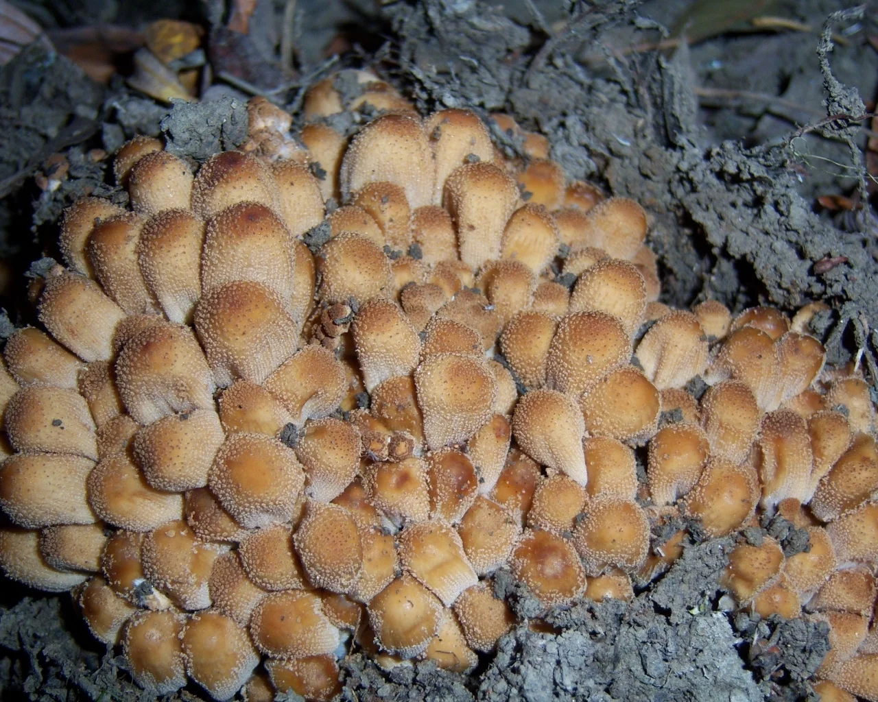 грибы, поганки