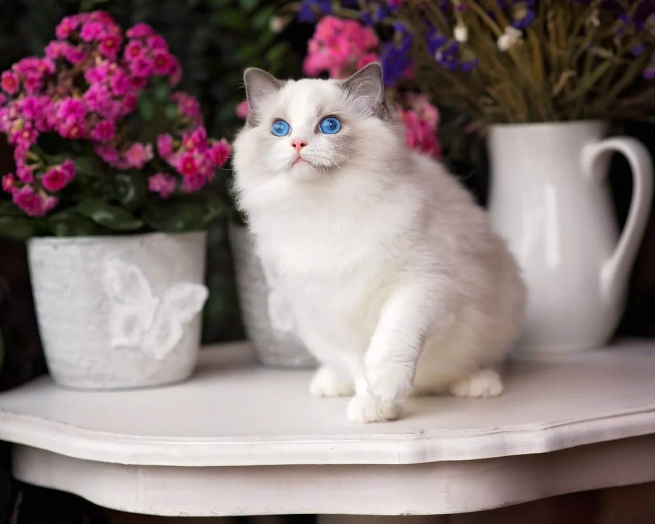 кошка, взгляд
