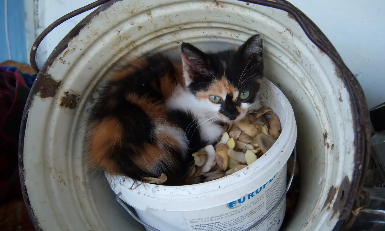 киса, кошка