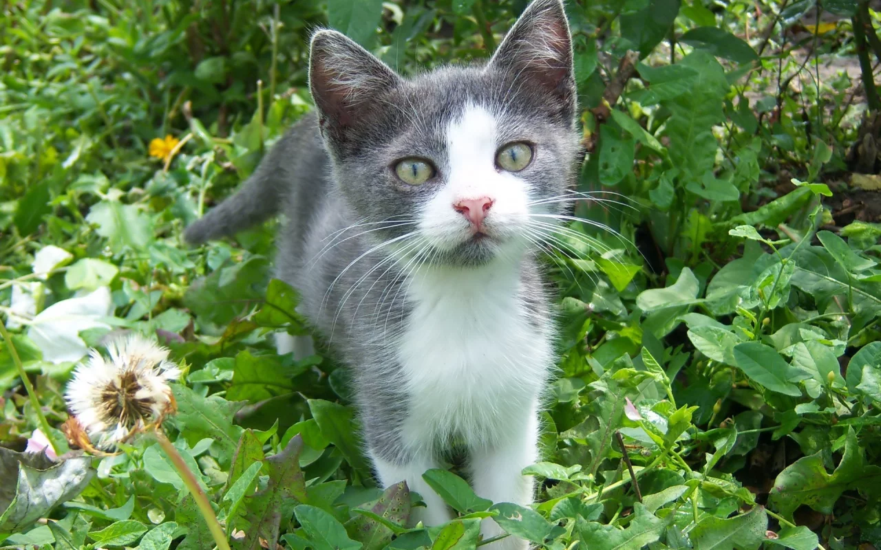 mamala, кот