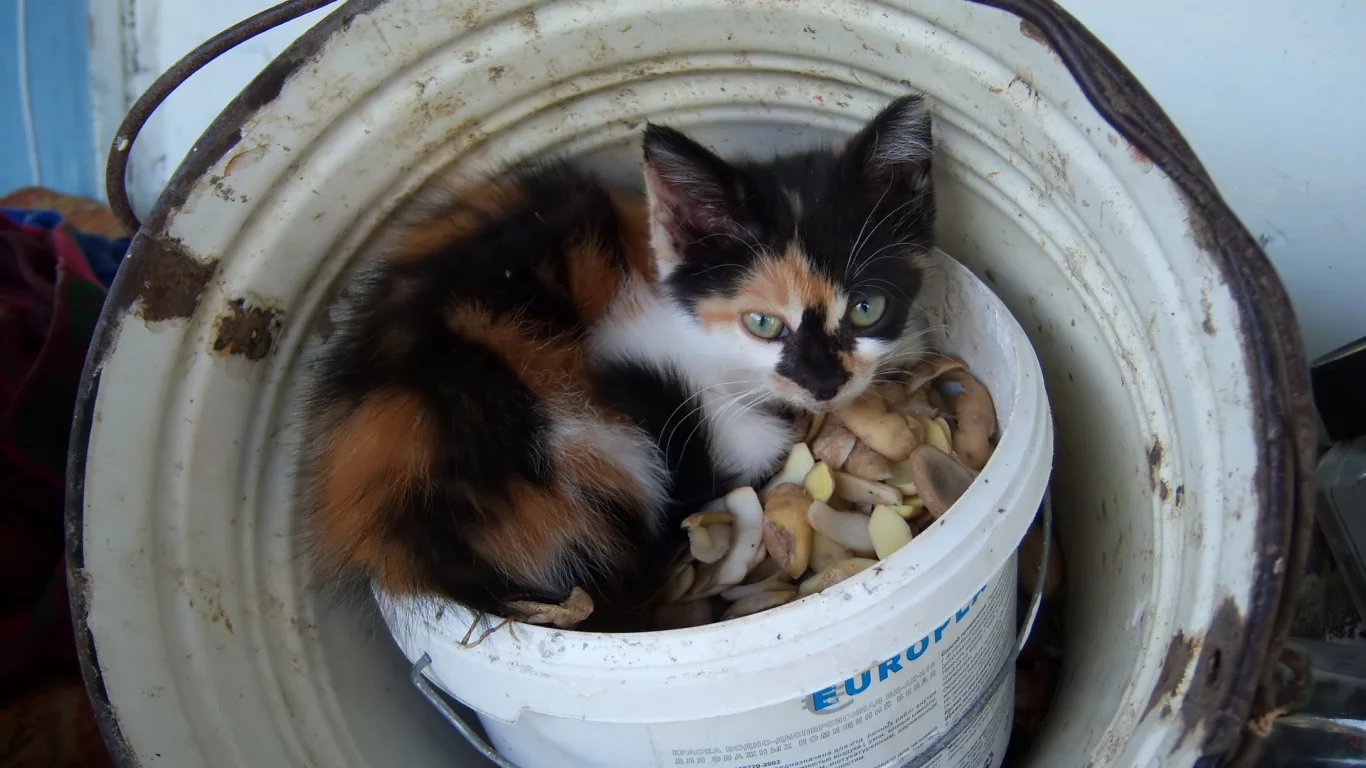 киса, кошка