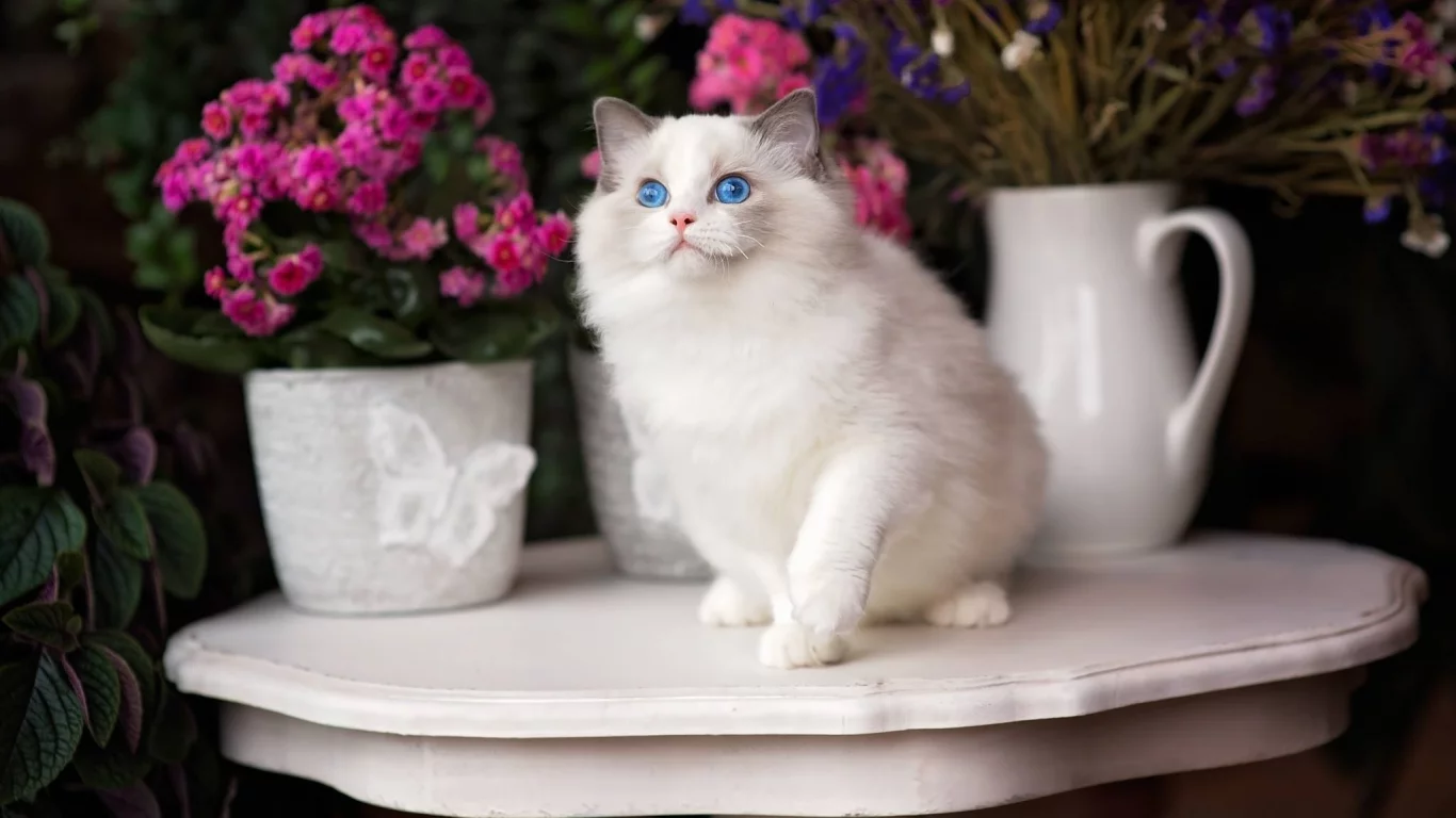 кошка, взгляд