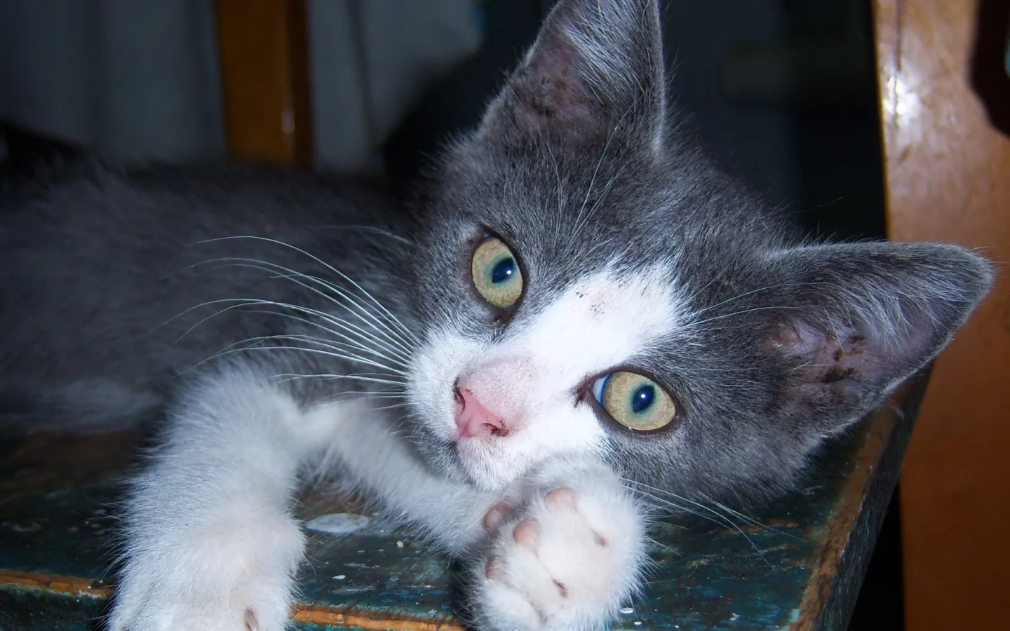 mamala, кот