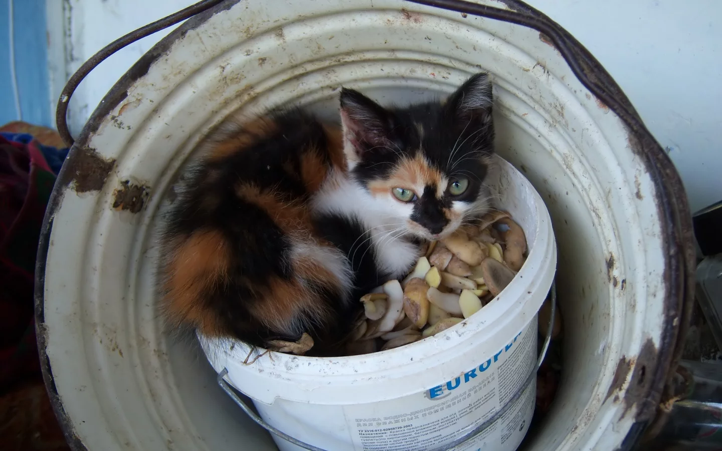 киса, кошка