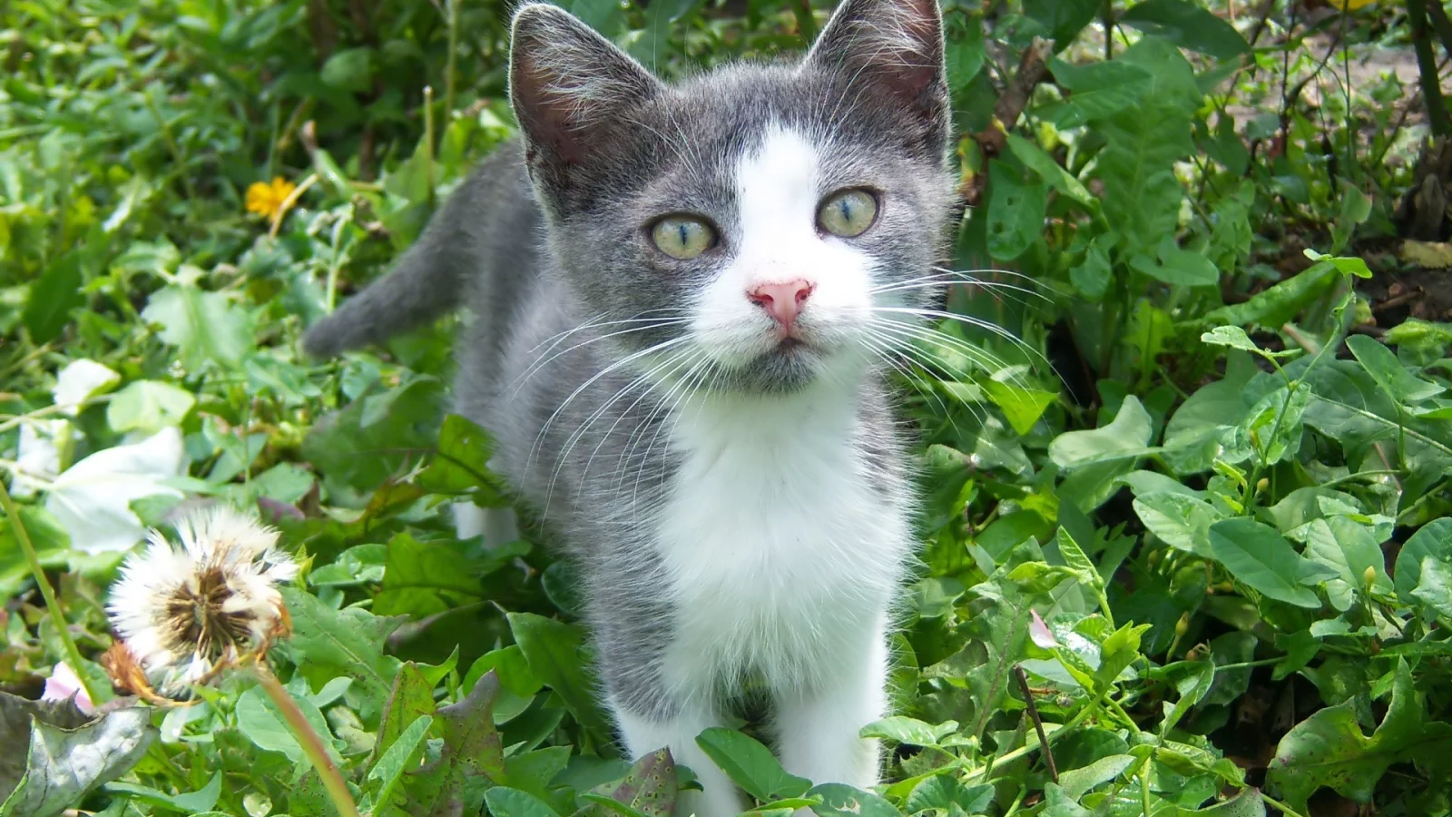 mamala, кот