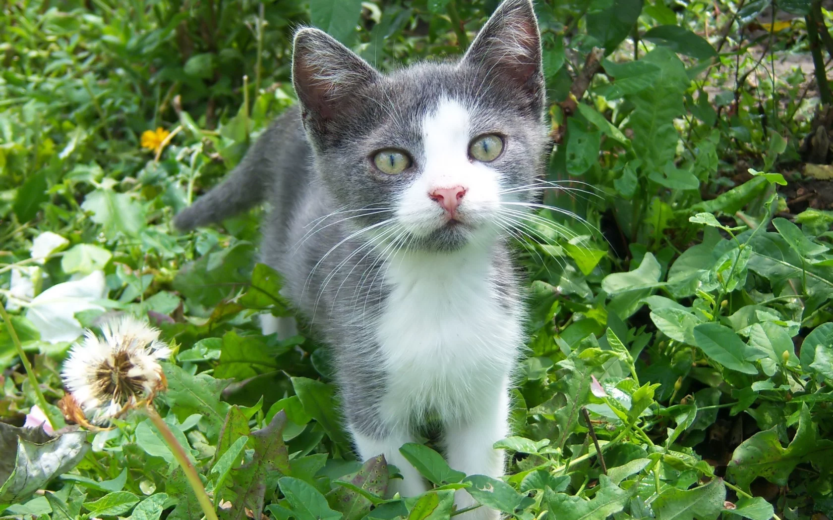 mamala, кот