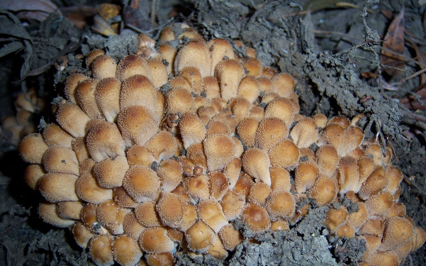 грибы, поганки