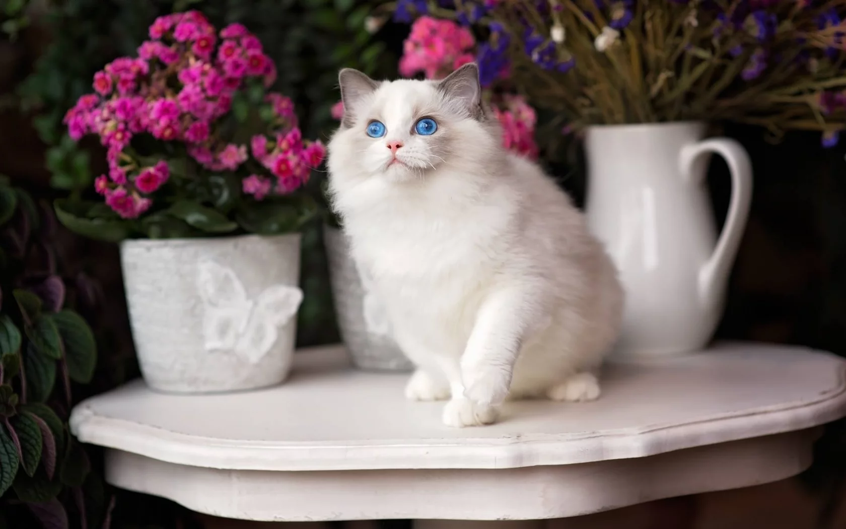 кошка, взгляд