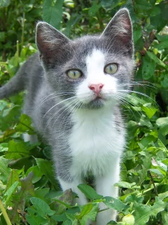 mamala, кот