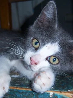 кот, взгляд