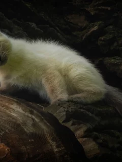 взгляд, природа, котенок, удивление, сиамский кот, домашний питомец