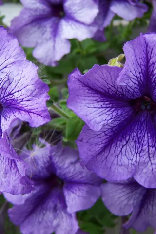 цвет, цветок, цветы