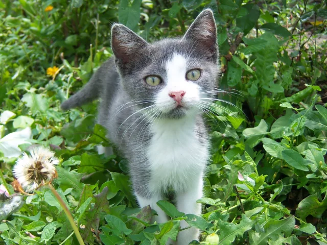 кот, трава